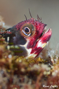 Tiny curious by Raoul Caprez 